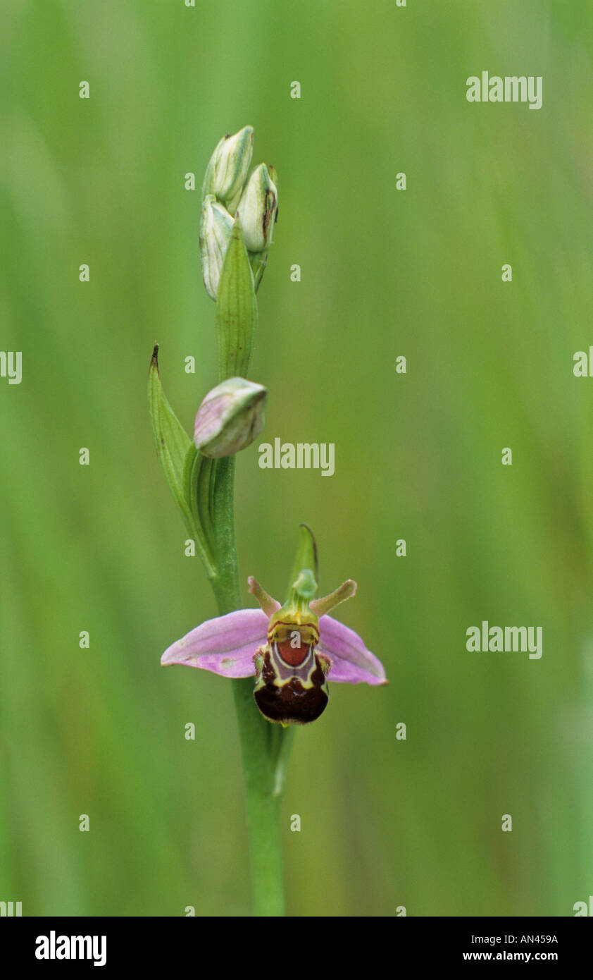 Biene Orchidee Ophrys apifera Stockfoto