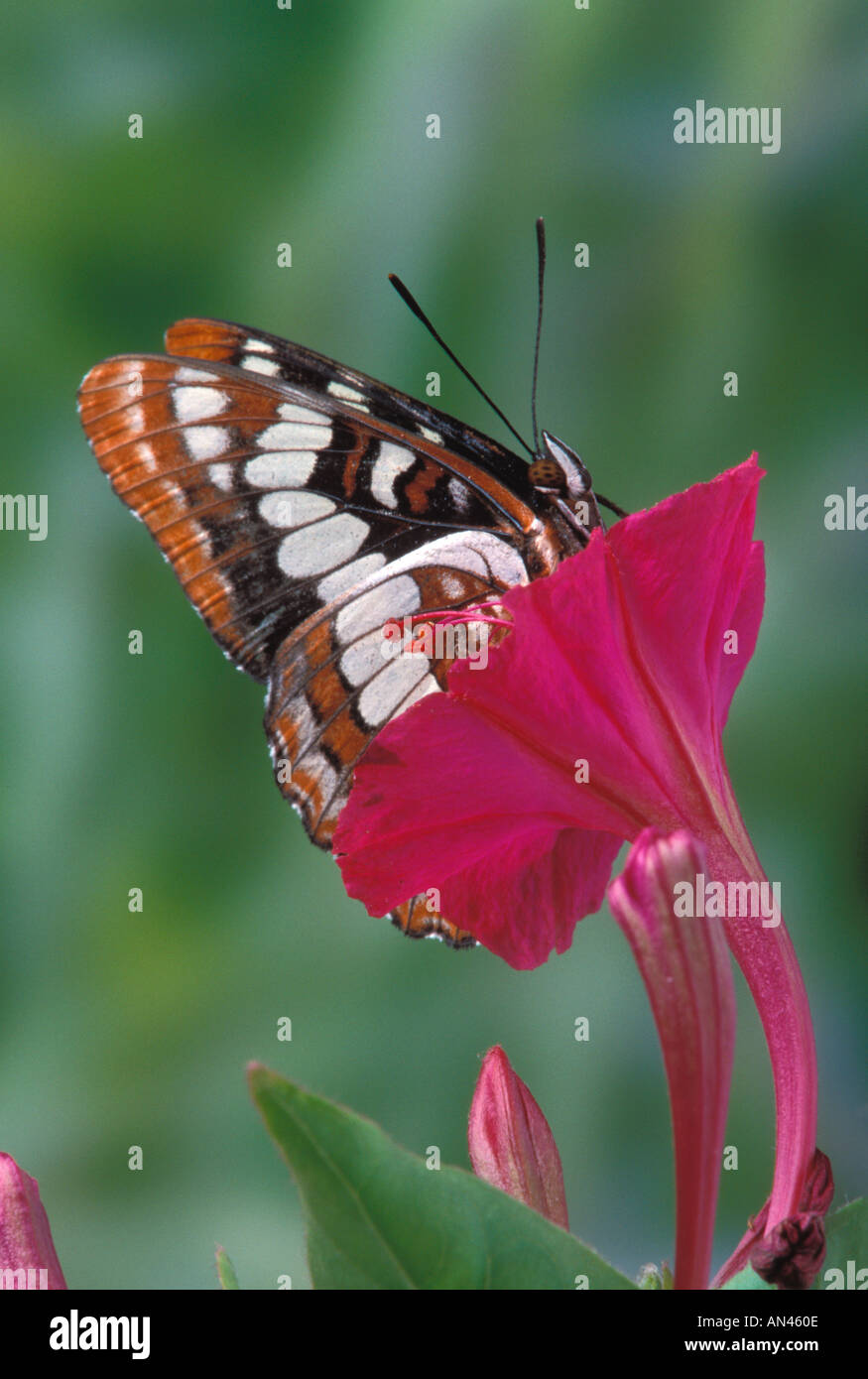 Gulf Fritillary Schmetterling auf Blume Stockfoto