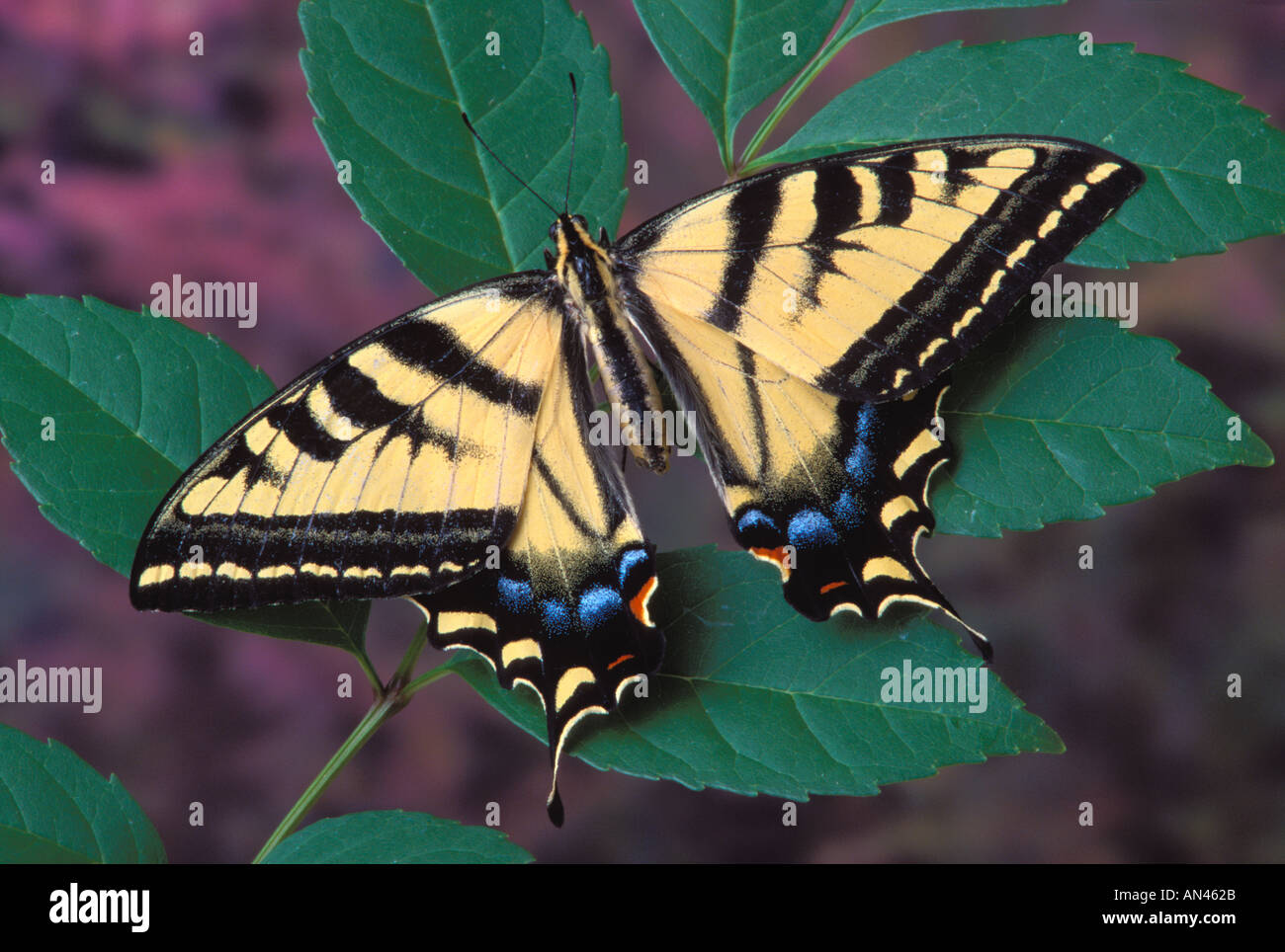 Bekannt als die westlichen Tiger Schwalbenschwanz oder Papilio Rutulus Rutulus Schmetterling Schmetterling Stockfoto