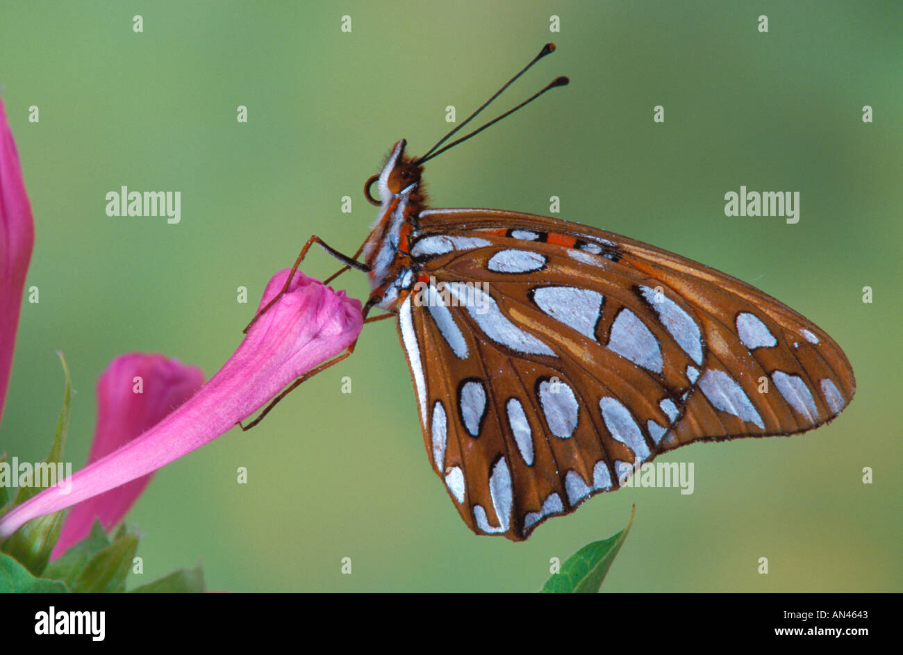 Gulf Fritillary Schmetterling auf Blume Stockfoto