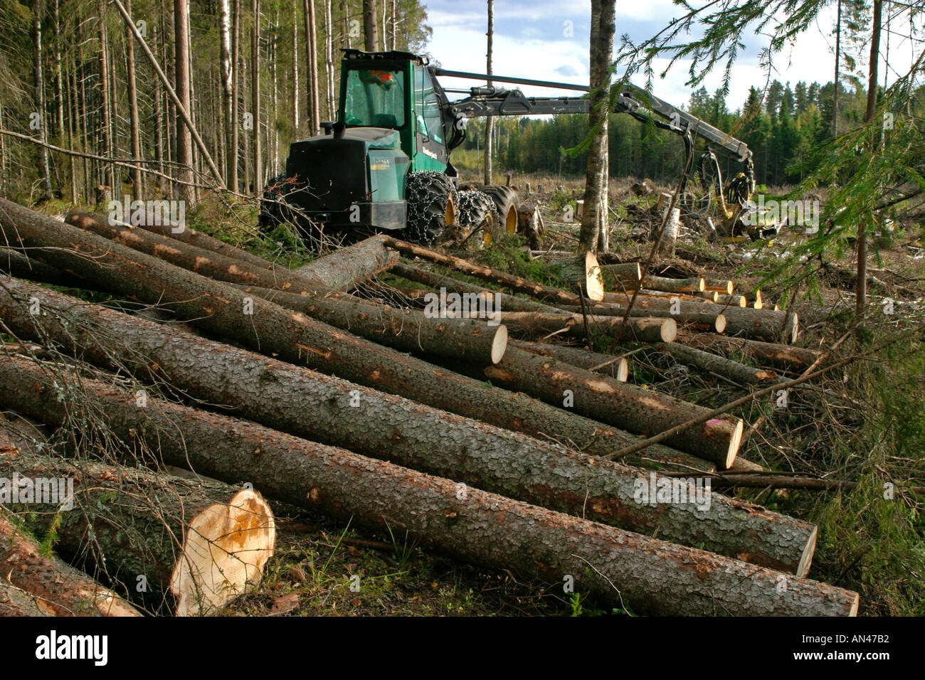 Finnischer Taiga-Wald, der von einem Timberjack-Waldernter abgeholzt wurde, Finnland Stockfoto