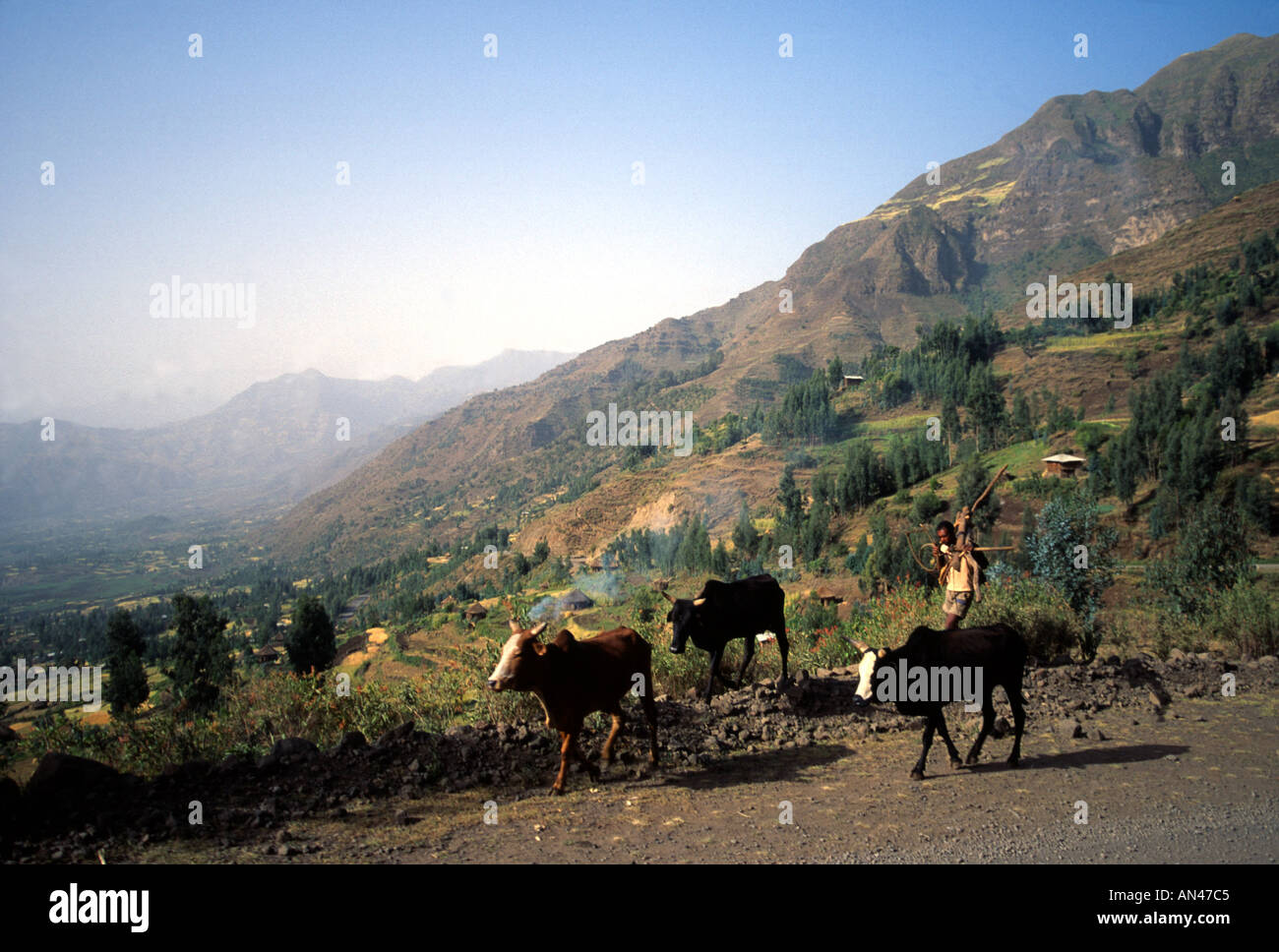 Bauer mit Pflug und Ochsen WELI Provinz Äthiopien Afrika Stockfoto
