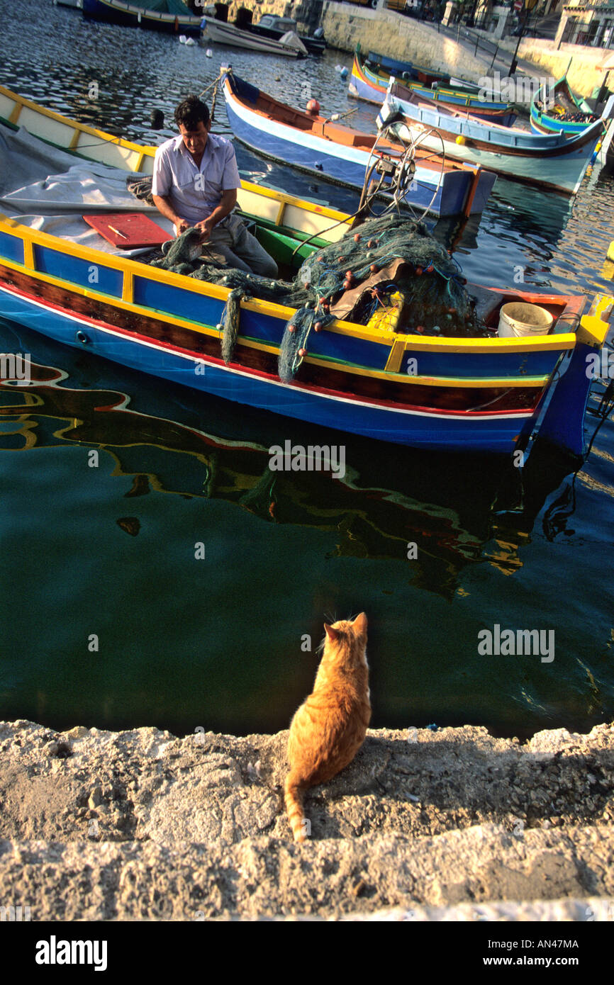 Katze, Blick auf die Fischerboote im Hafen von Malta, Europa Stockfoto