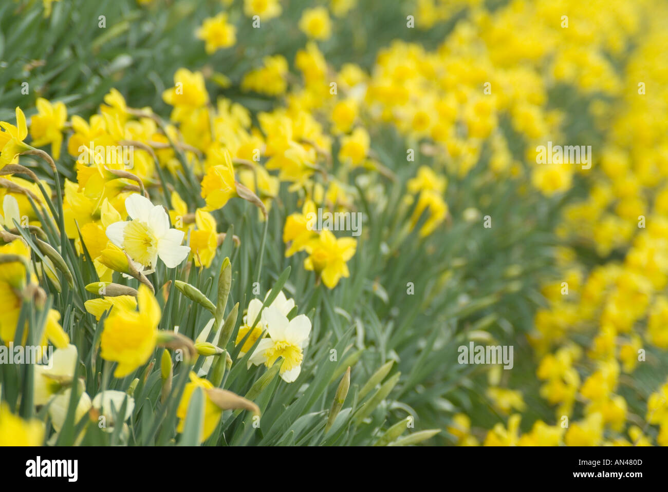 Narzissen Feld St David Tag Wales Walisisch Taffy Taff welsh Guards Blume gelb Petail Reihen wachsen Blumengeschäft Blumen Stockfoto