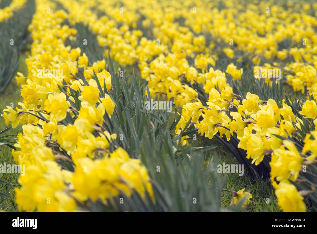 Narzissen Feld St David Tag Wales Walisisch Taffy Taff welsh Guards Blume gelb Petail Reihen wachsen Blumengeschäft Blumen Stockfoto