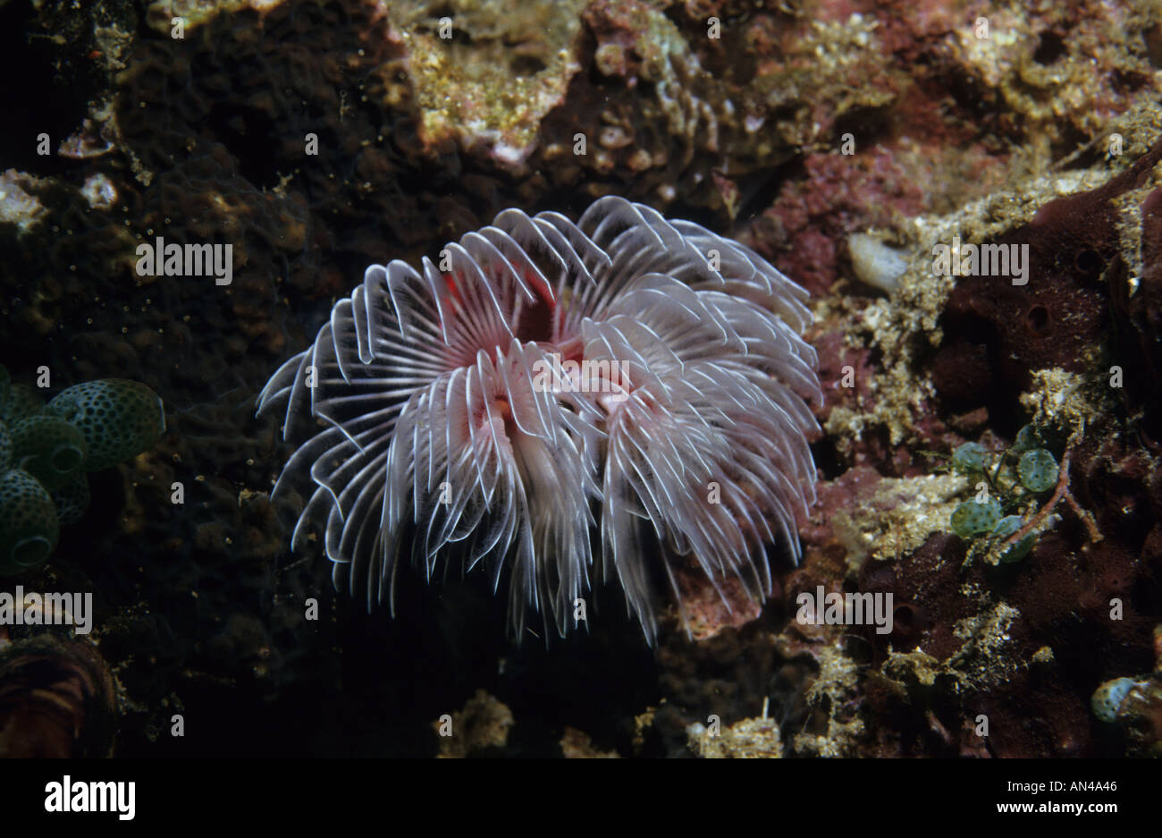 Staubwedel Wurm kalkhaltigen Tube Worm Serpulidae Spp Philippinen Stockfoto