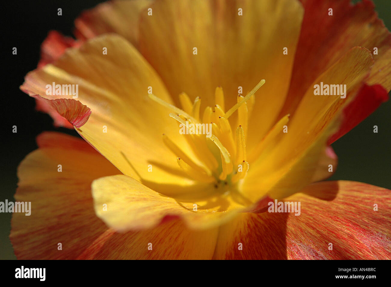 Nahaufnahme einer einzelnen kalifornische Mohn Blume - Eschscholzia Californica Stockfoto