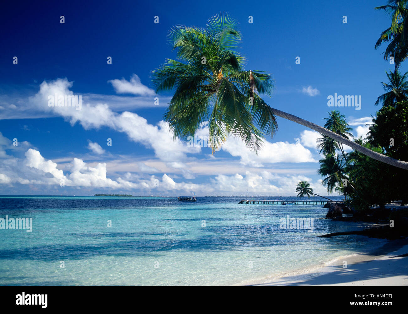 Malediven, Bandos Island Kuda Stockfoto