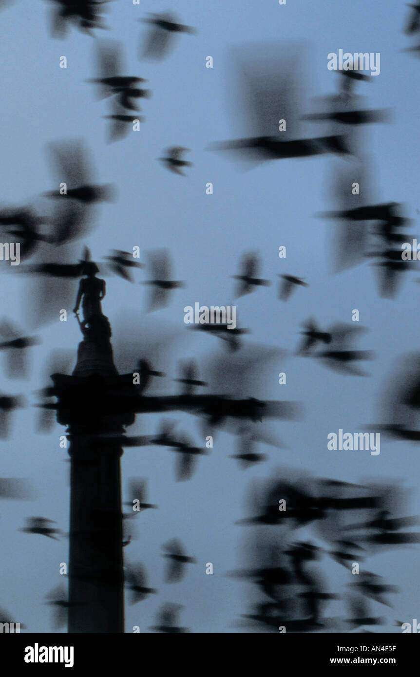 Tauben fliegen in den Himmel Nelson s Spalte Trafalgar Square in London Stockfoto