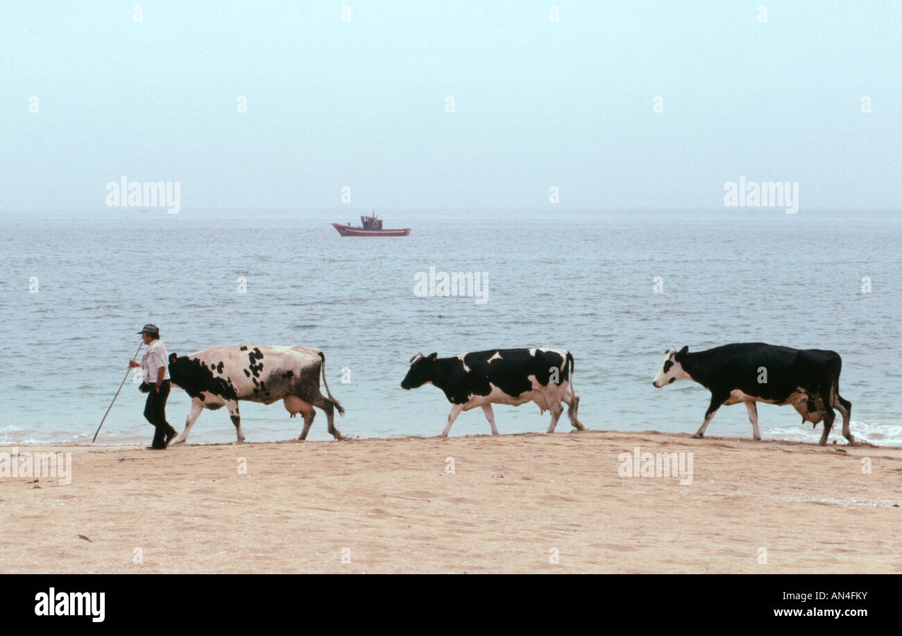 Ein Bauer geht sein Vieh nach Hause von Weideland hinter Ladeira Strand in der Nähe von Corrubedo in Galicien, Nordwest-Spanien Stockfoto