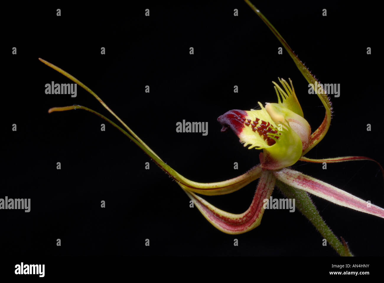 Ein Wald Mantis Orchid Stockfoto