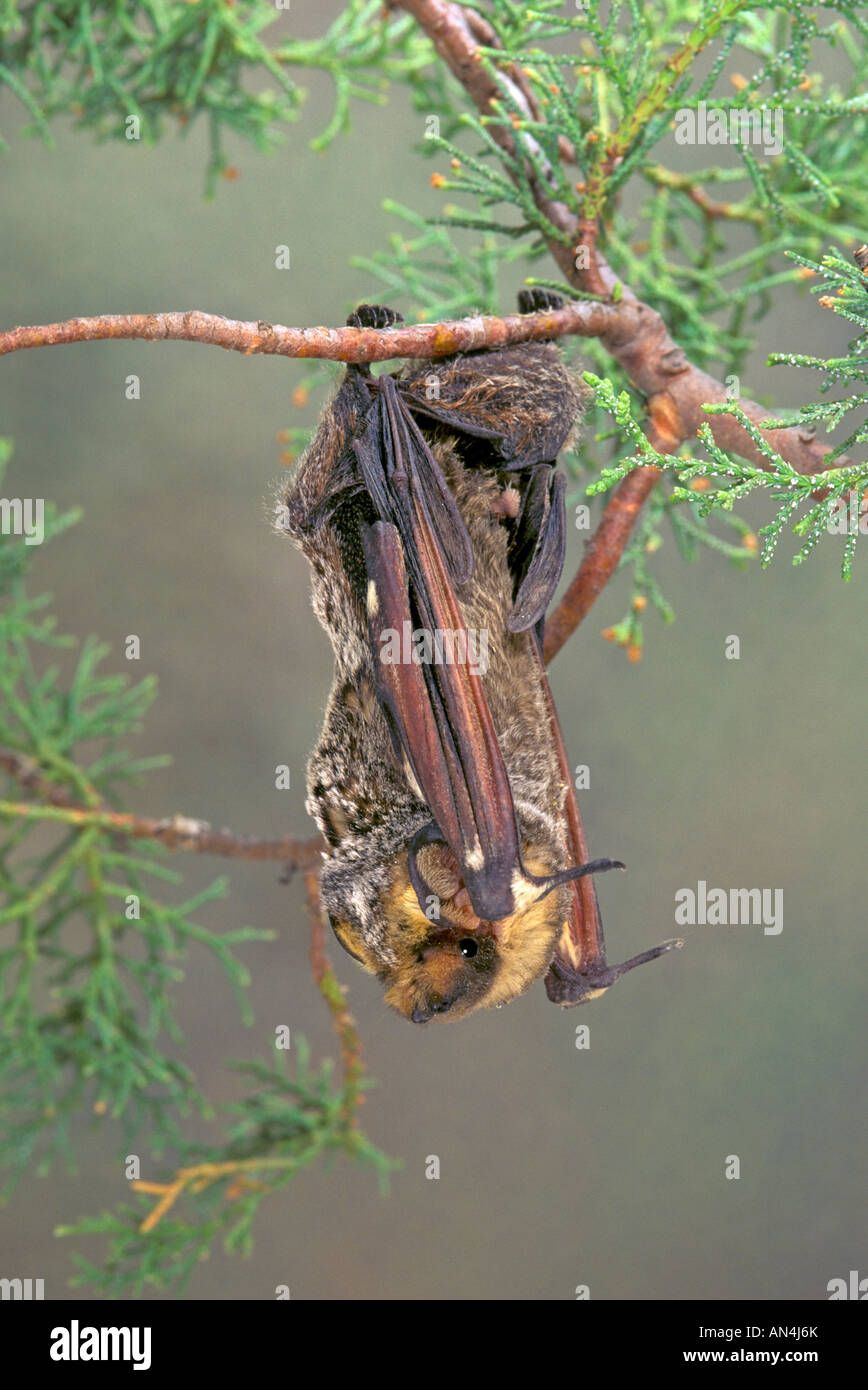 Hoary Bat Lasiurus Cinereus Butto Bergen New Mexico USA kann erwachsenen männlichen Vespertilionidae Stockfoto