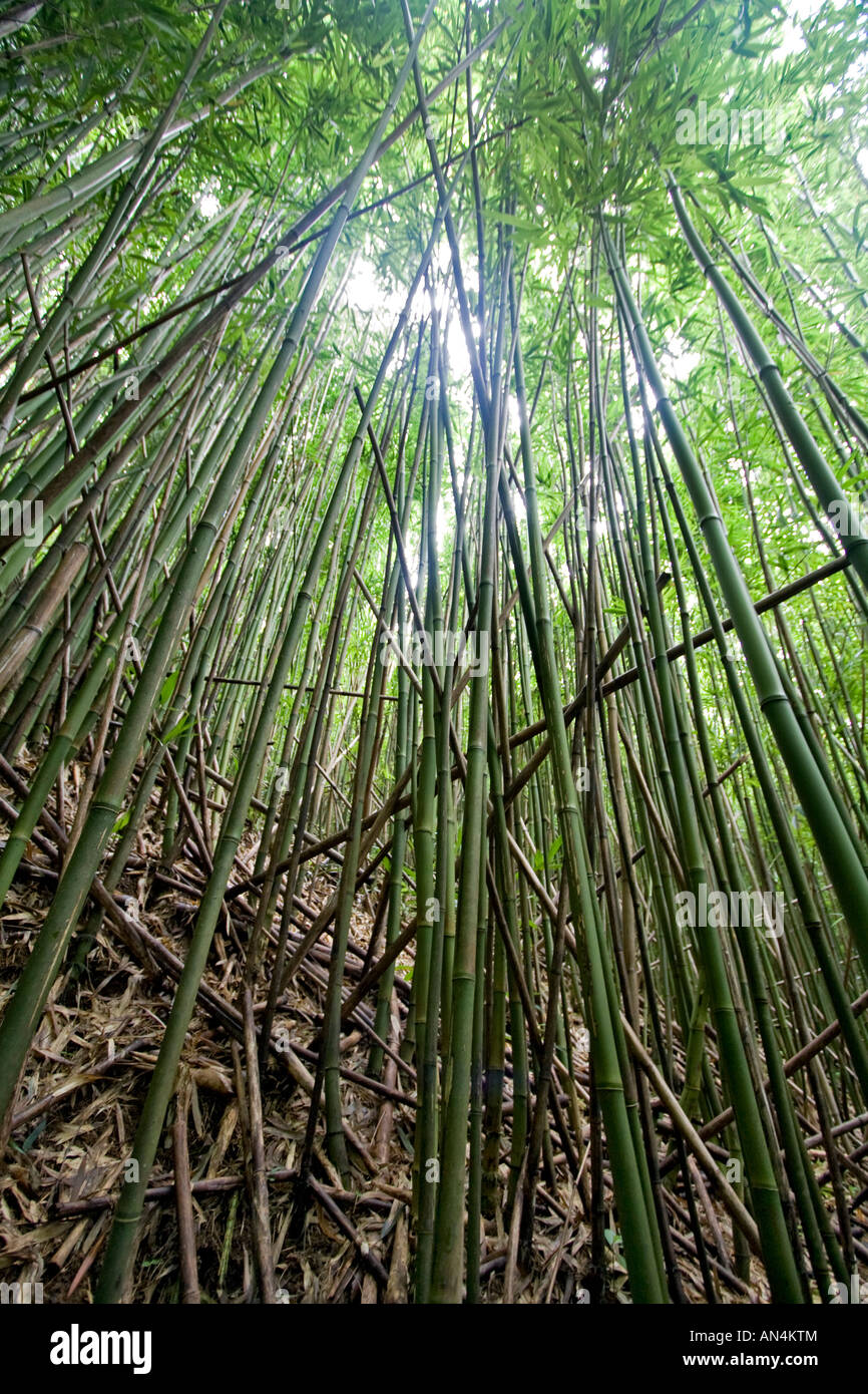 Hohen Bambus im Regenwald am Stadtrand von Honolulu Hawaii Stockfoto