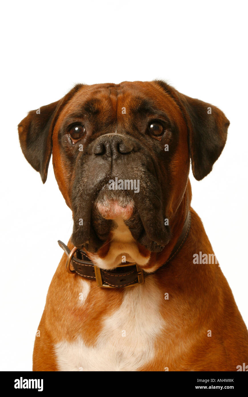 Boxer Hund auf weißem Hintergrund Stockfoto