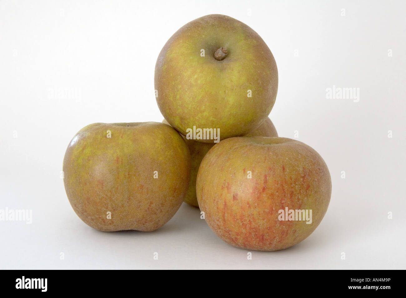 Vier Ashmeads Kernel Äpfel 'Malus Domestica"auf weißem Hintergrund Stockfoto