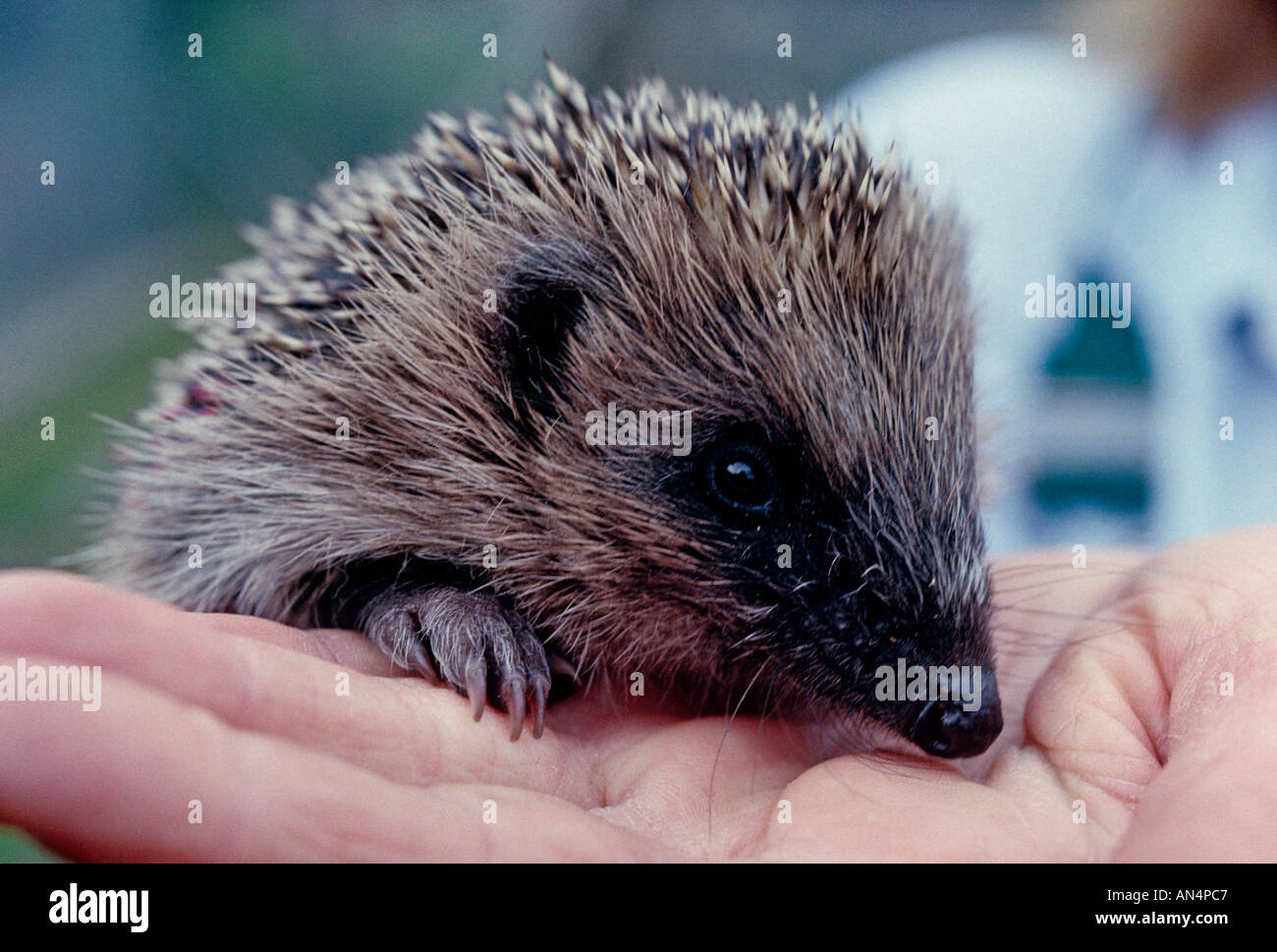 Baby Igel Tiggywinkles Rettungszentrum Stockfoto