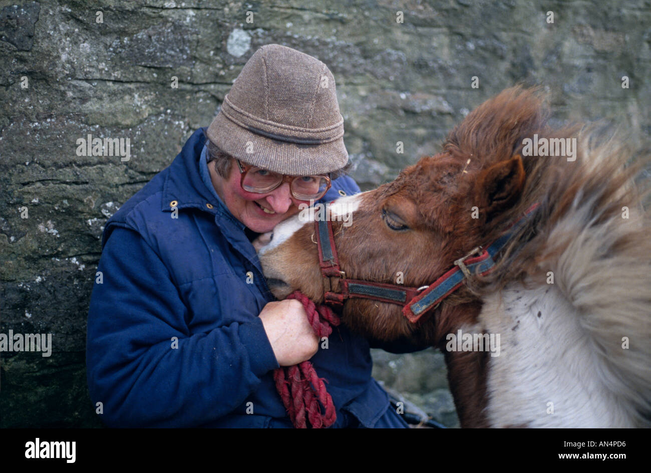 Shetland-pony Stockfoto