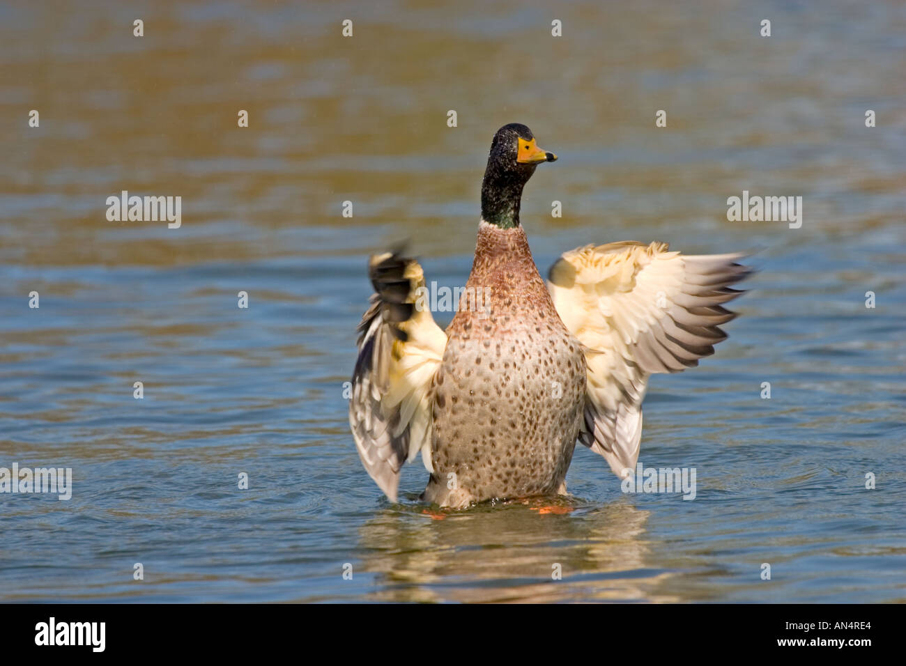 Flügel flattern Stockente Anas Platyrhynchos männliche Ente auf dem Wasser Stockfoto