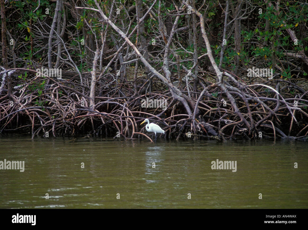 Großer Reiher Ardea Alba Everglades Nationalpark Florida USA Nordamerika Stockfoto