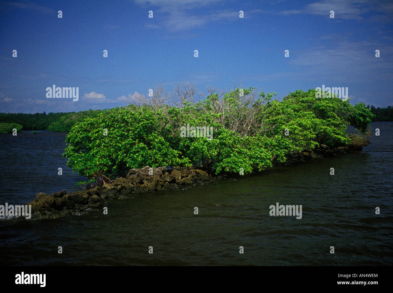 Mangrove, Mangroven, Everglades National Park, Florida, Usa, Nordamerika Stockfoto