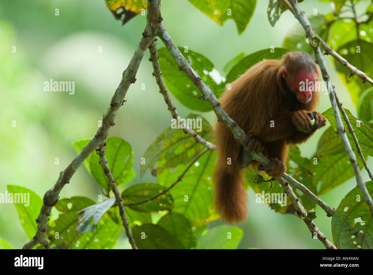 Roten Uakari Affen Cacajao Calvus Ucayalii junge in Gefangenschaft Stockfoto