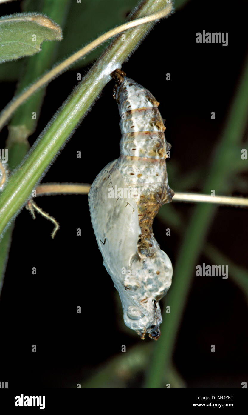 Gulf Fritillary Agraulis Vanillae Tucson ARIZONA USA September Chrysalis Nymphalidae Heliconiinae Stockfoto