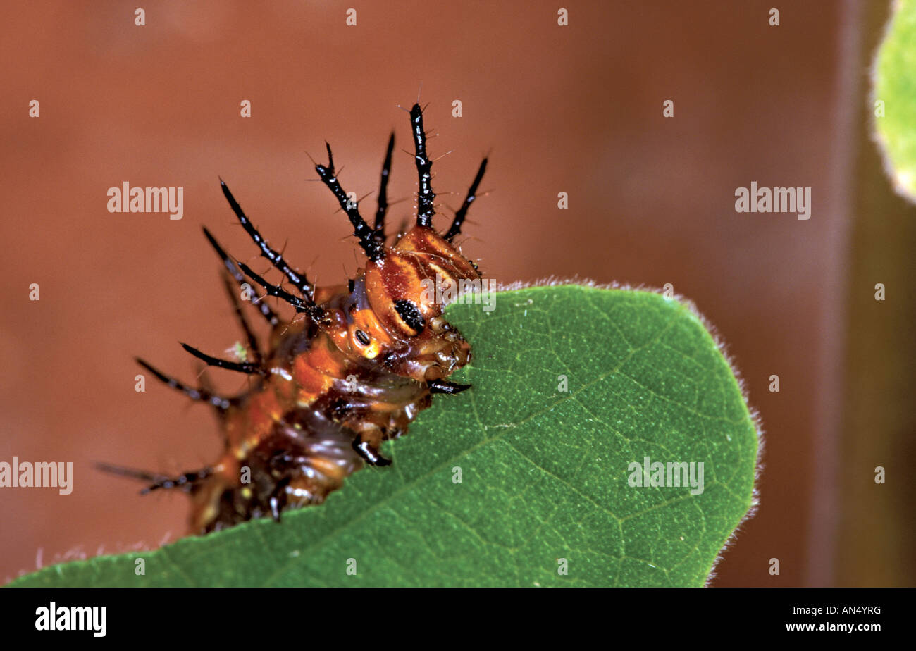 Gulf Fritillary Agraulis Vanillae Tucson Arizona USA September Caterpillar Nymphalidae Heliconiinae Stockfoto