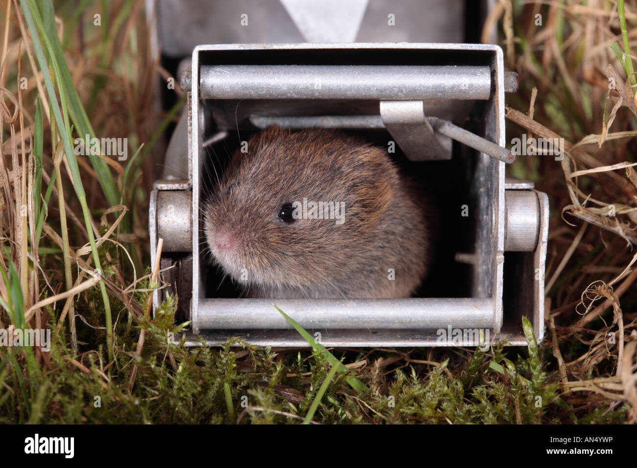 Longworth Leben Falle mit Kurzschwanz-Wühlmaus Microtus Agrestis Potton Bedfordshire Stockfoto