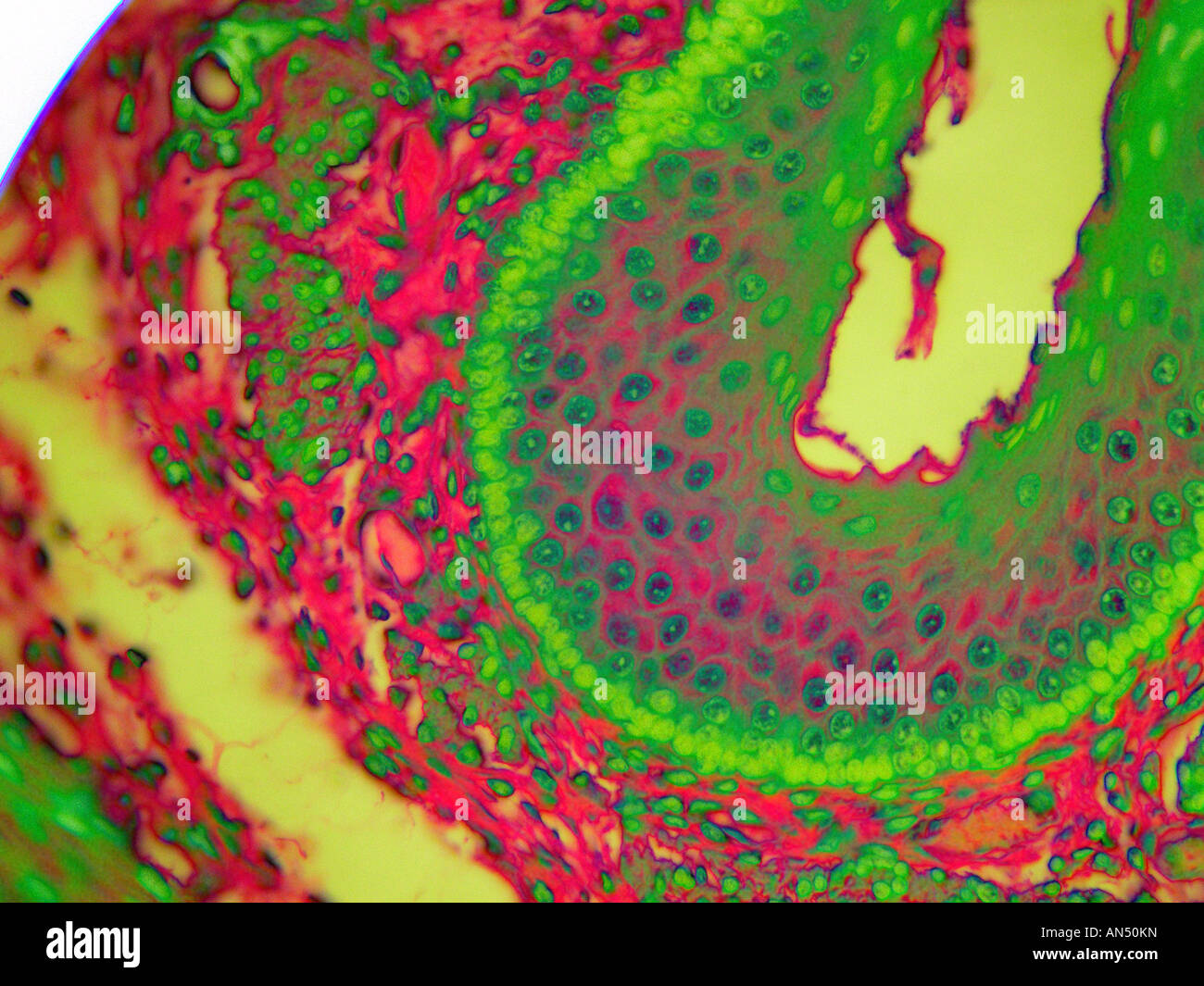 Säugetier-Speiseröhre Stockfoto