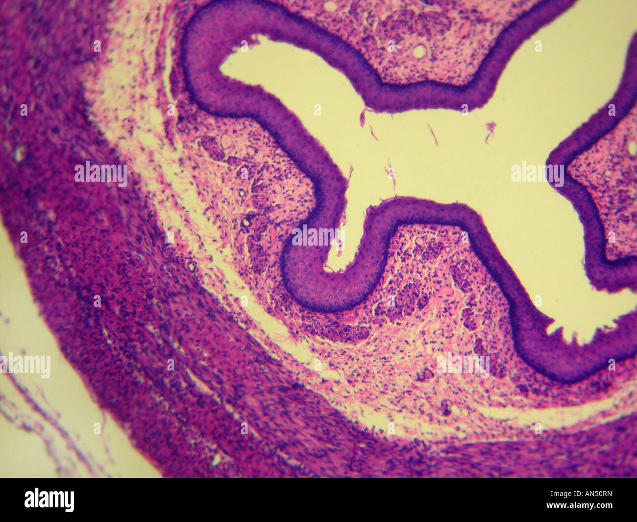 Säugetier-Speiseröhre Stockfoto