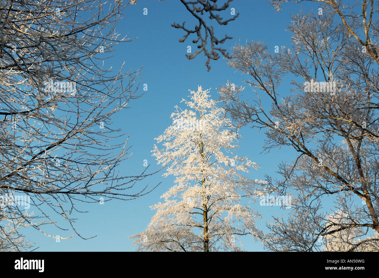 Winter-Szene Roermond Niederlande Europa Stockfoto