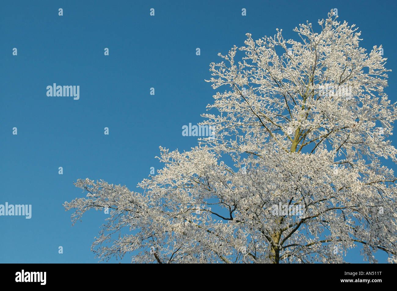 Winter-Szene Roermond Niederlande Europa Stockfoto