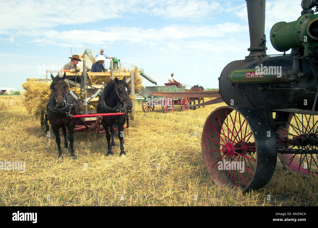 Altmodische Getreide Dreschen mit Dampfmaschinen und Pferde auf dem Mennonite Heritage Village in Steinbach, Manitoba Stockfoto