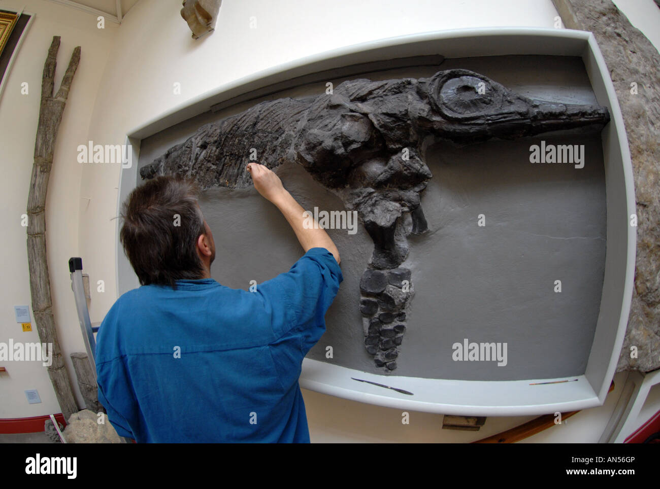 Spezialist für Reinigung von einem Museum Ichthyosaurier (Leptopterygius Tenuirostris) Dinosaurier Fossil Stockfoto