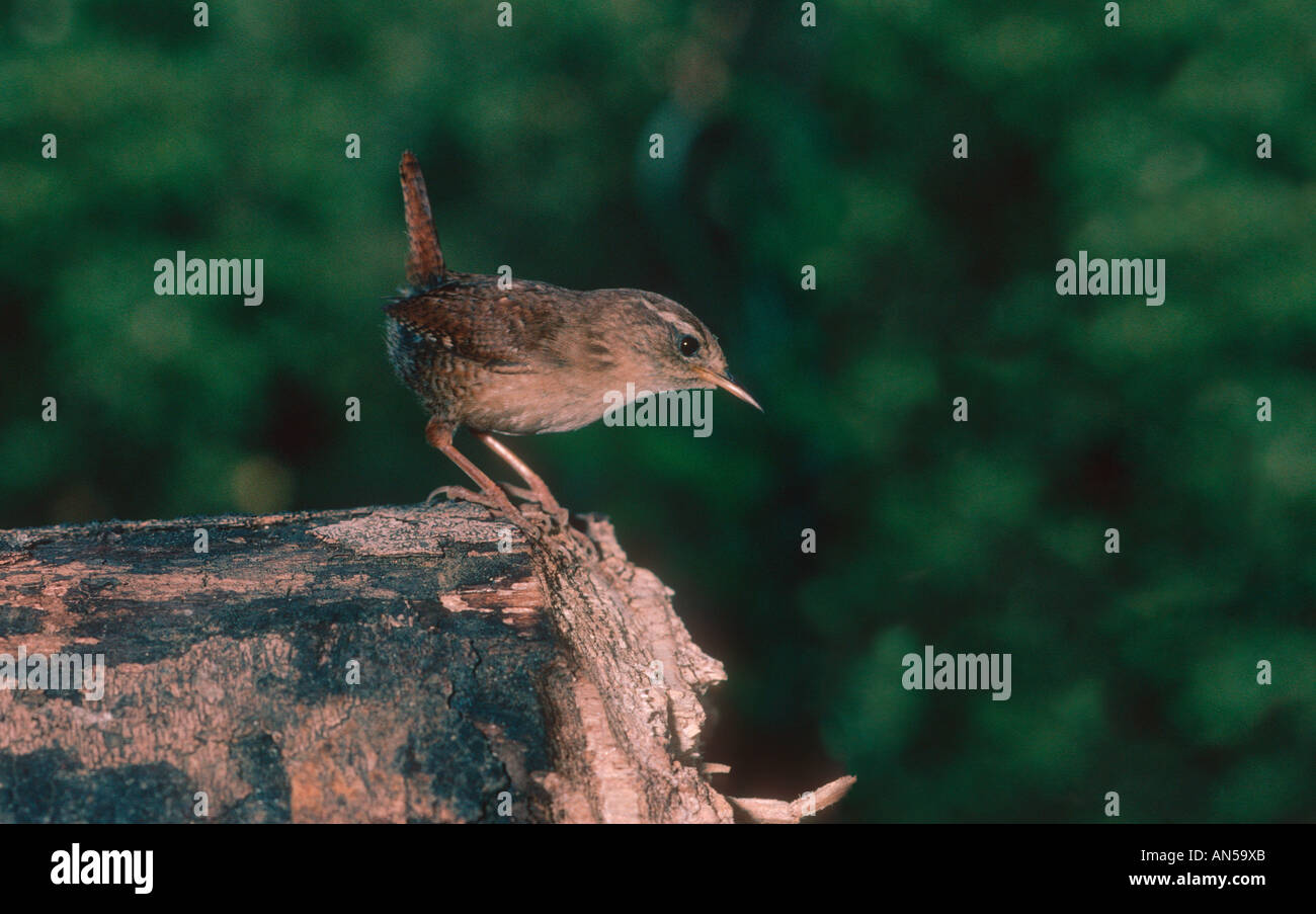 Eurasischer Zorn, Troglodytes troglodytes Stockfoto