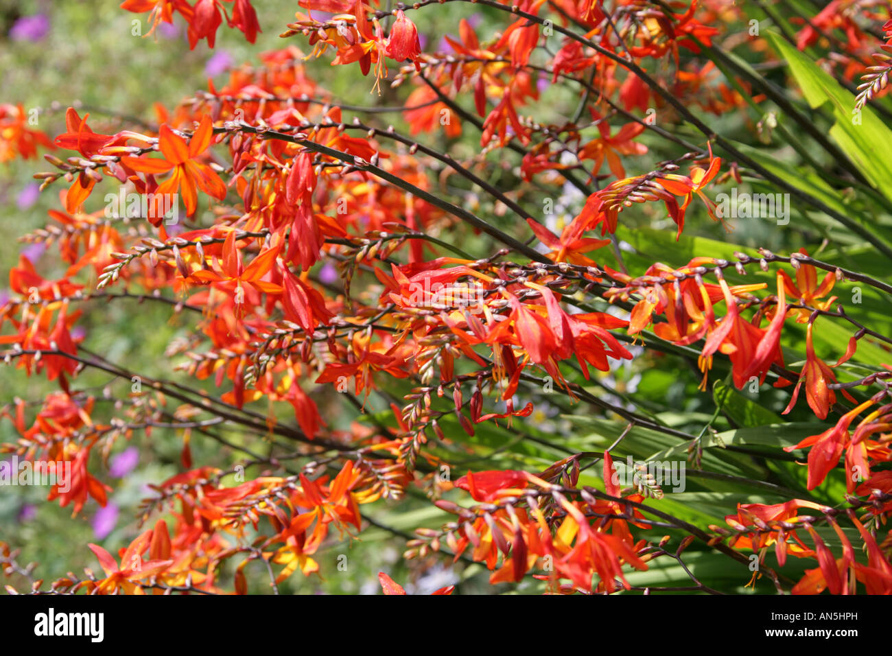 Montbretia Crocosmia Iridaceae Antholyza curtonus Stockfoto