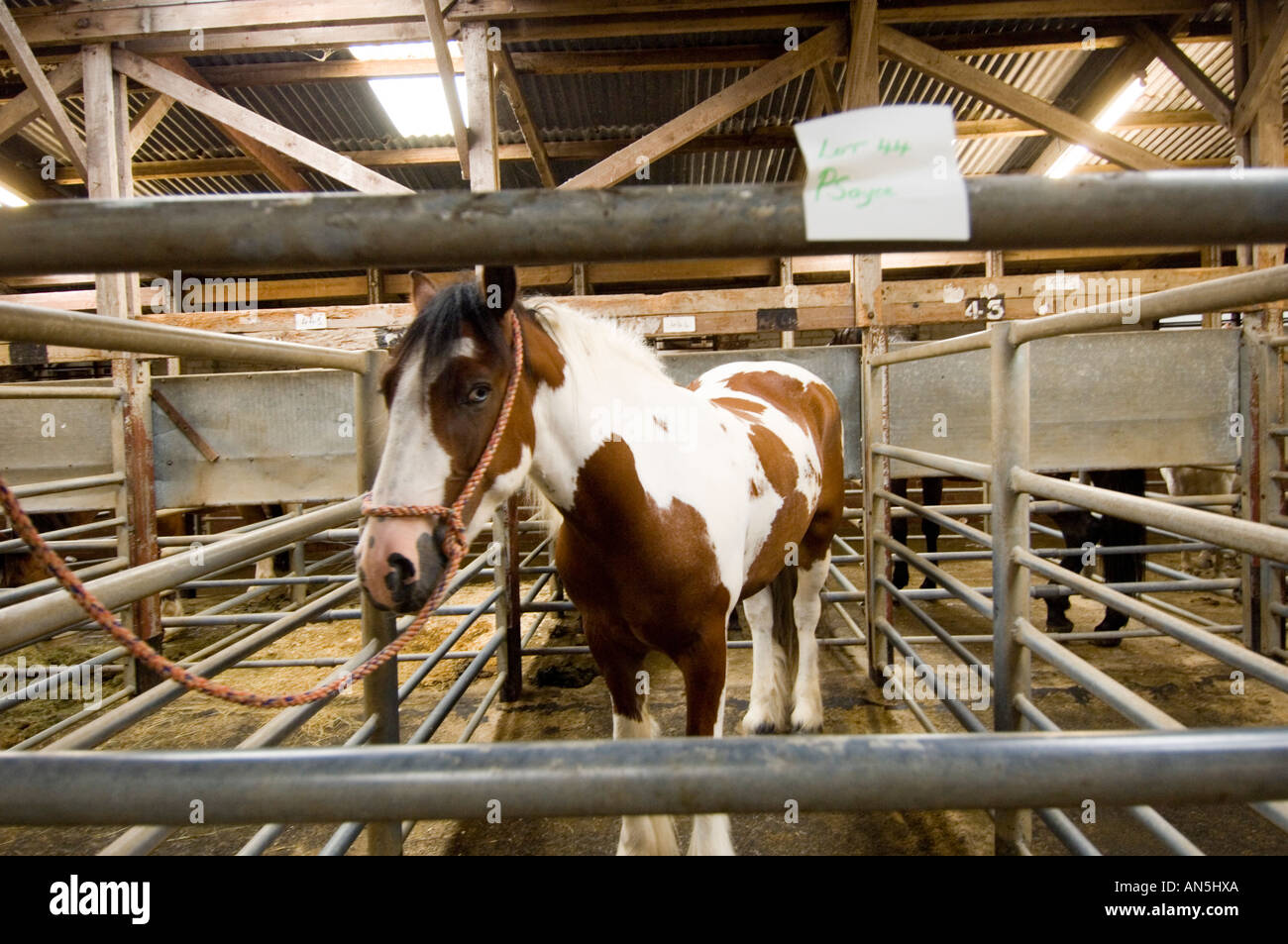 Einspänner Pony Pferd in einem Stall zu verkaufen an der monatlichen Pferd fair Llanybydder Ceredigion West Wales (letzten Donnerstag des Monats) Stockfoto