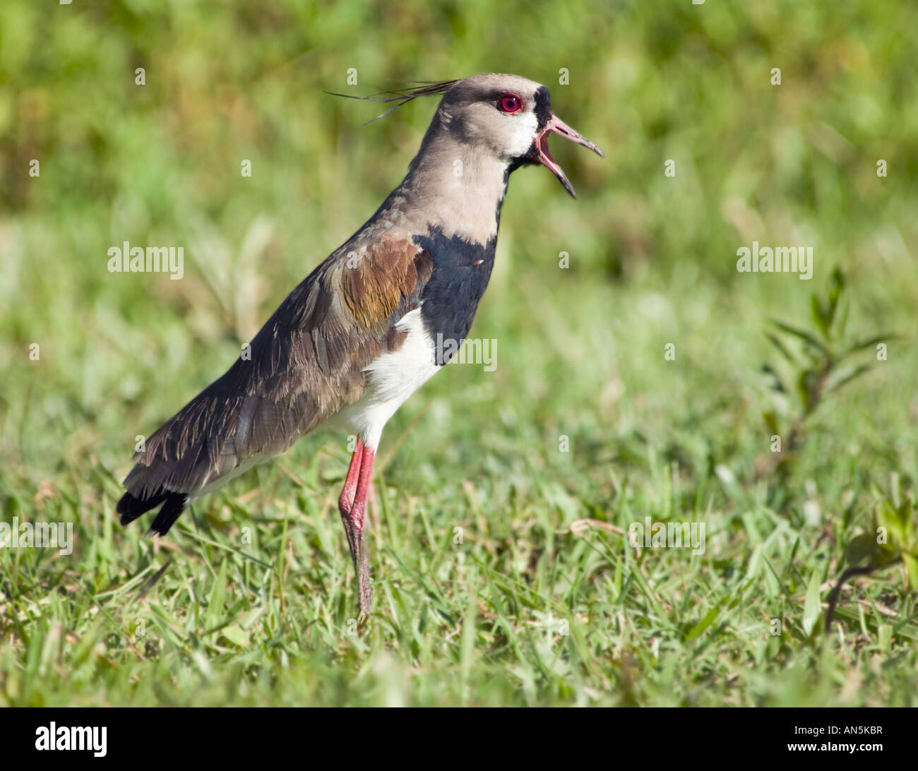 Südlichen Kiebitz Vanellus chilensis Stockfoto