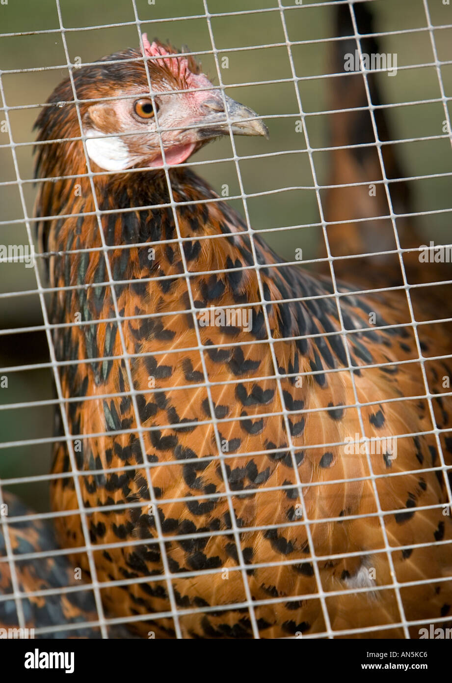 Hühner in einem Hühnerstall breitet sich Cotswolds UK wenn Avian Flu Vogelgrippe aus Europa alle Geflügel drinnen gezwungen sein könnten Stockfoto