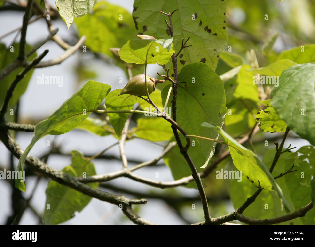Walnuss Baum und Samen Juglans sp pterocarpa Stockfoto