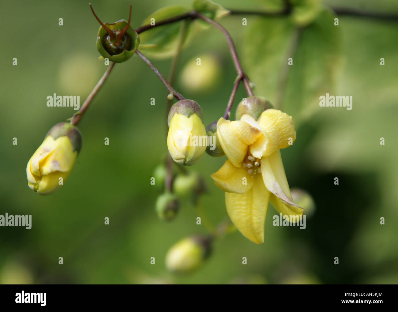Gelbes Wachs Glocken, Kirengeshoma Palmata, Hydrangeaceae, Korea Stockfoto