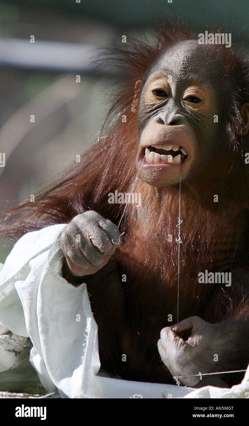 Ein Jugendlicher weiblicher Orang-Utan verwendet ein Stück Schnur, um ihre Zähne in den Zoo von Phoenix Zahnseide Stockfoto