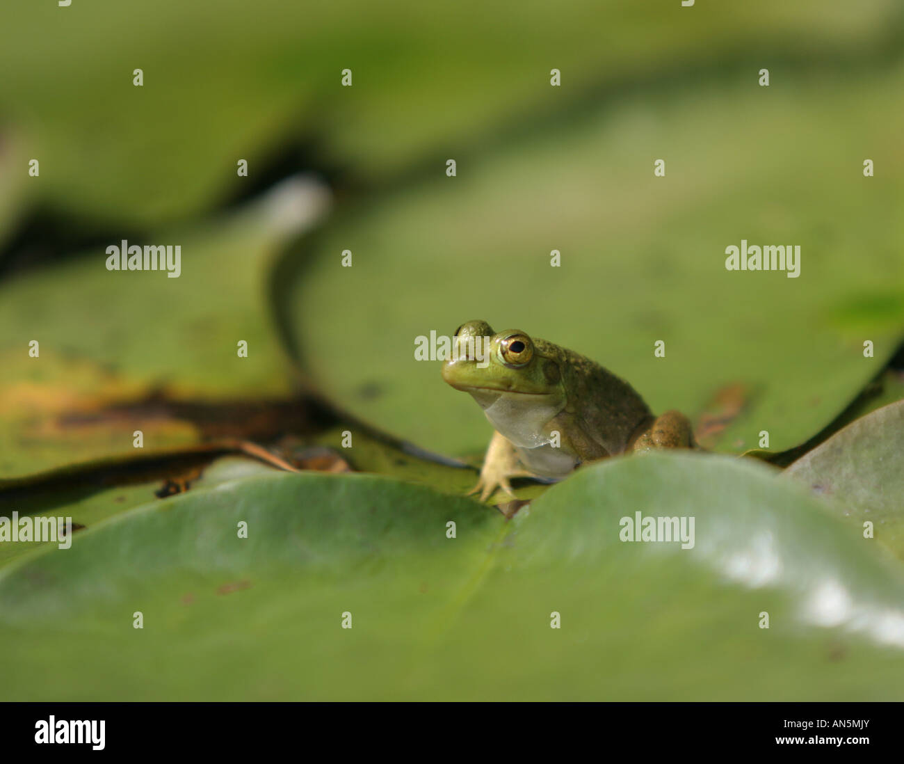 Ein junger Ochsenfrosch stützt sich auf ein Seerosenblatt in Harold Parker State park Stockfoto