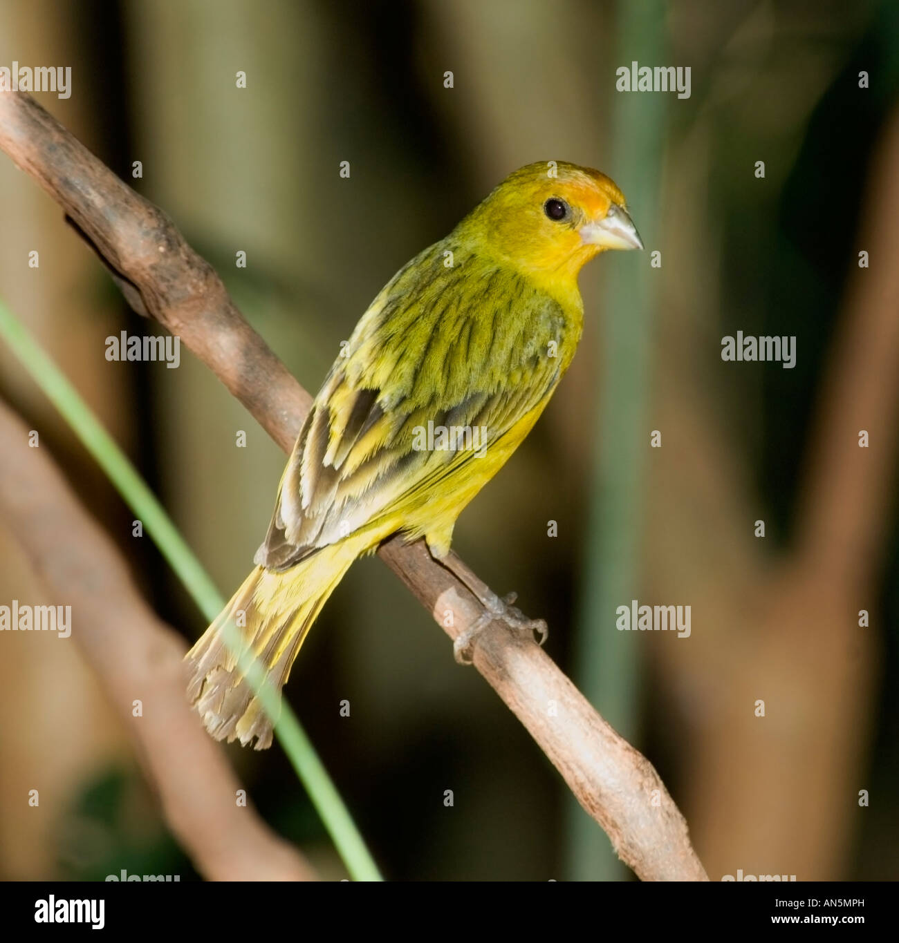 Safran gelb Finch Sicalis flaveola Stockfoto