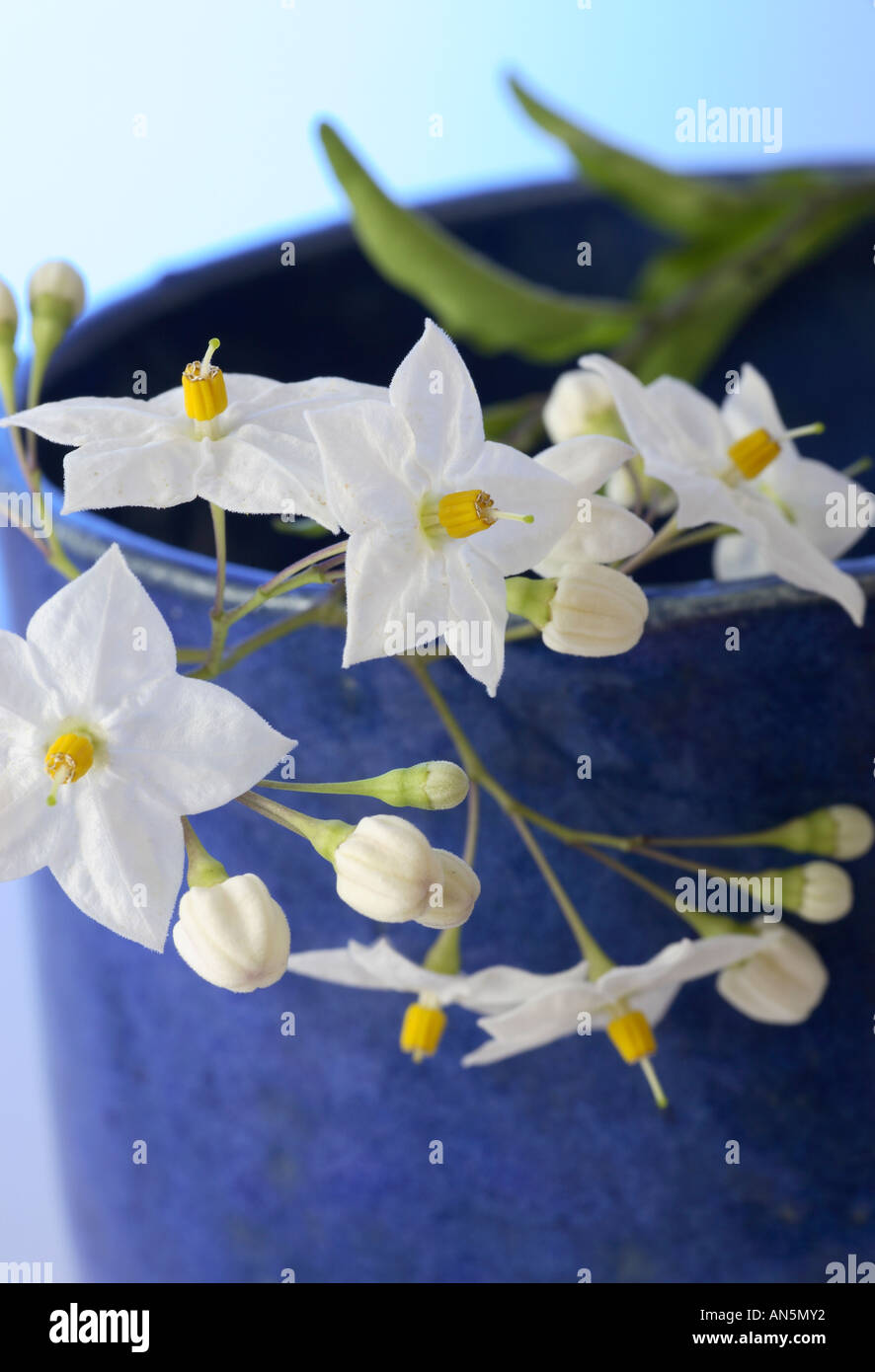 Weißen Jasminblüten in blauer Vase. Stockfoto