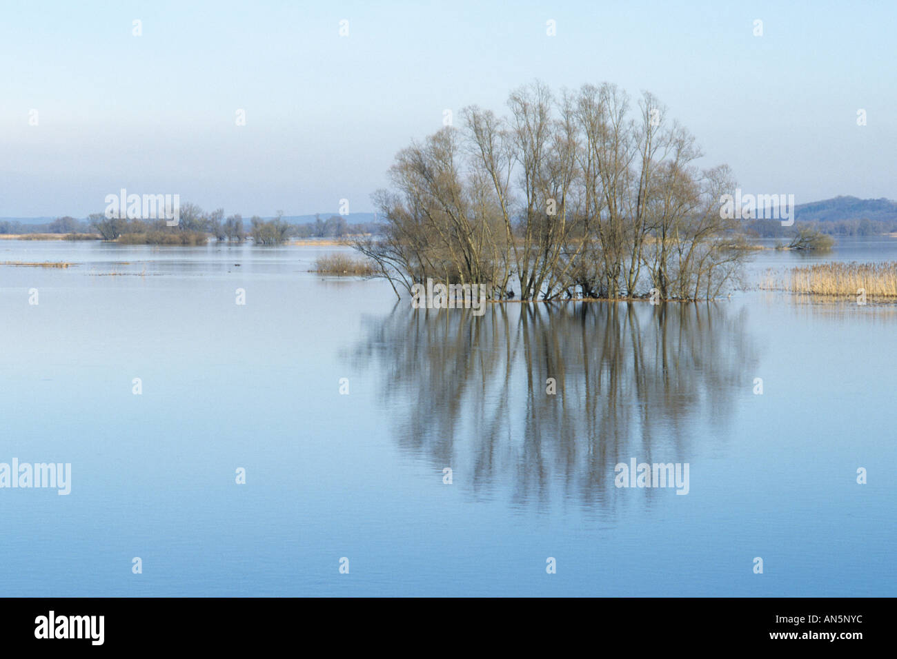 Überfluteten polder Wiesen, Nationalpark Unteres Odertal, Deutschland Stockfoto