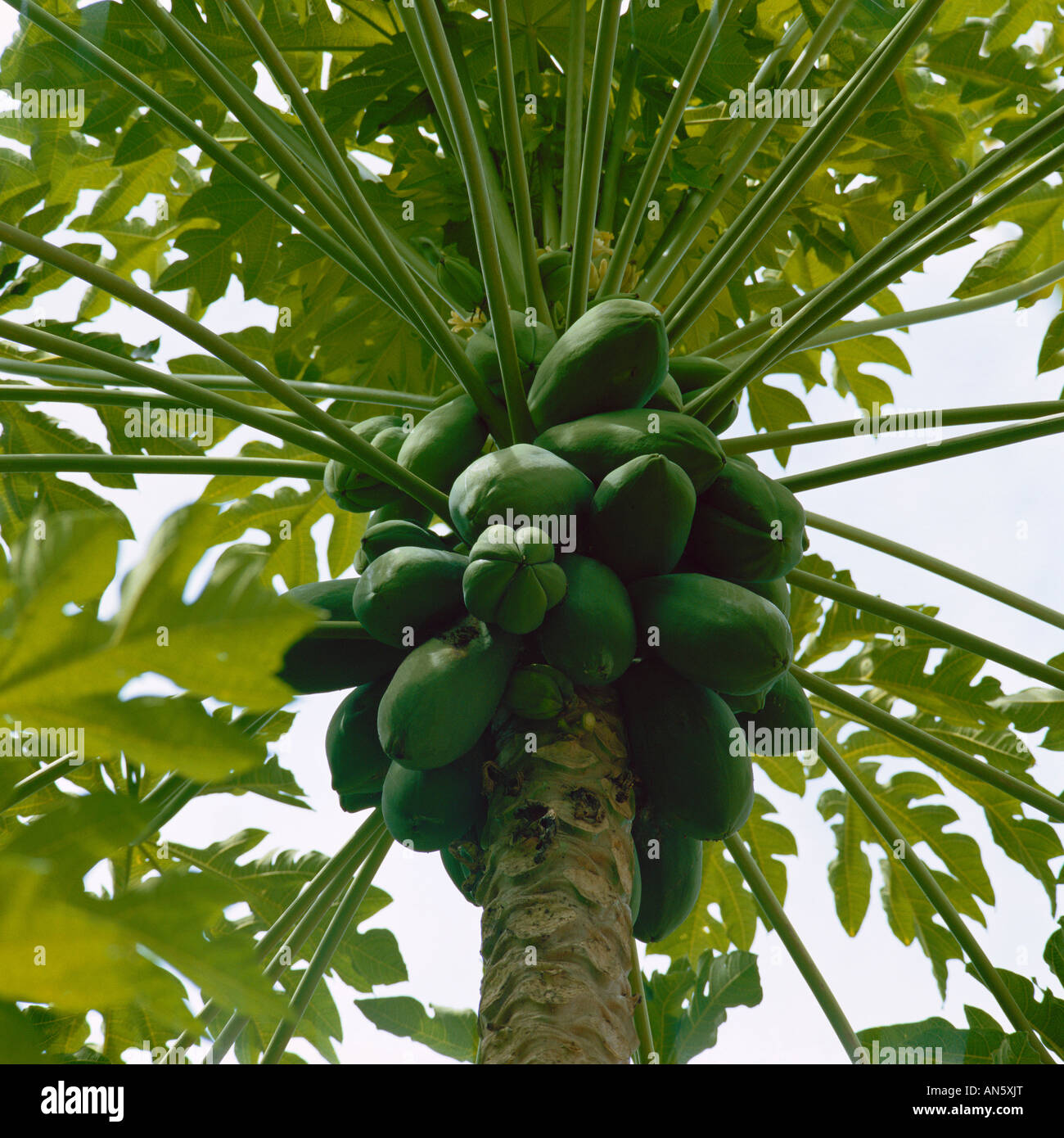 Papaya-Baum Stockfoto