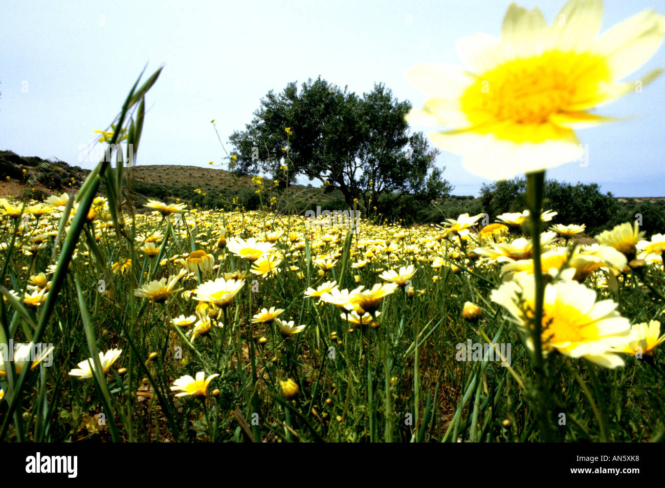 Landschaft Blume Blumen Bio-Garten Stockfoto