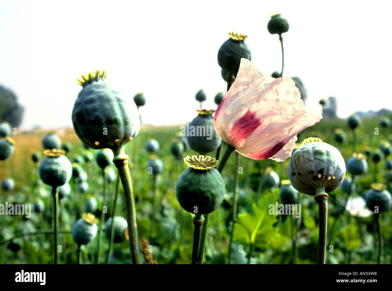 Opium Papaver Poppy Seed Drogen Drogen Krieg Blume Stockfoto