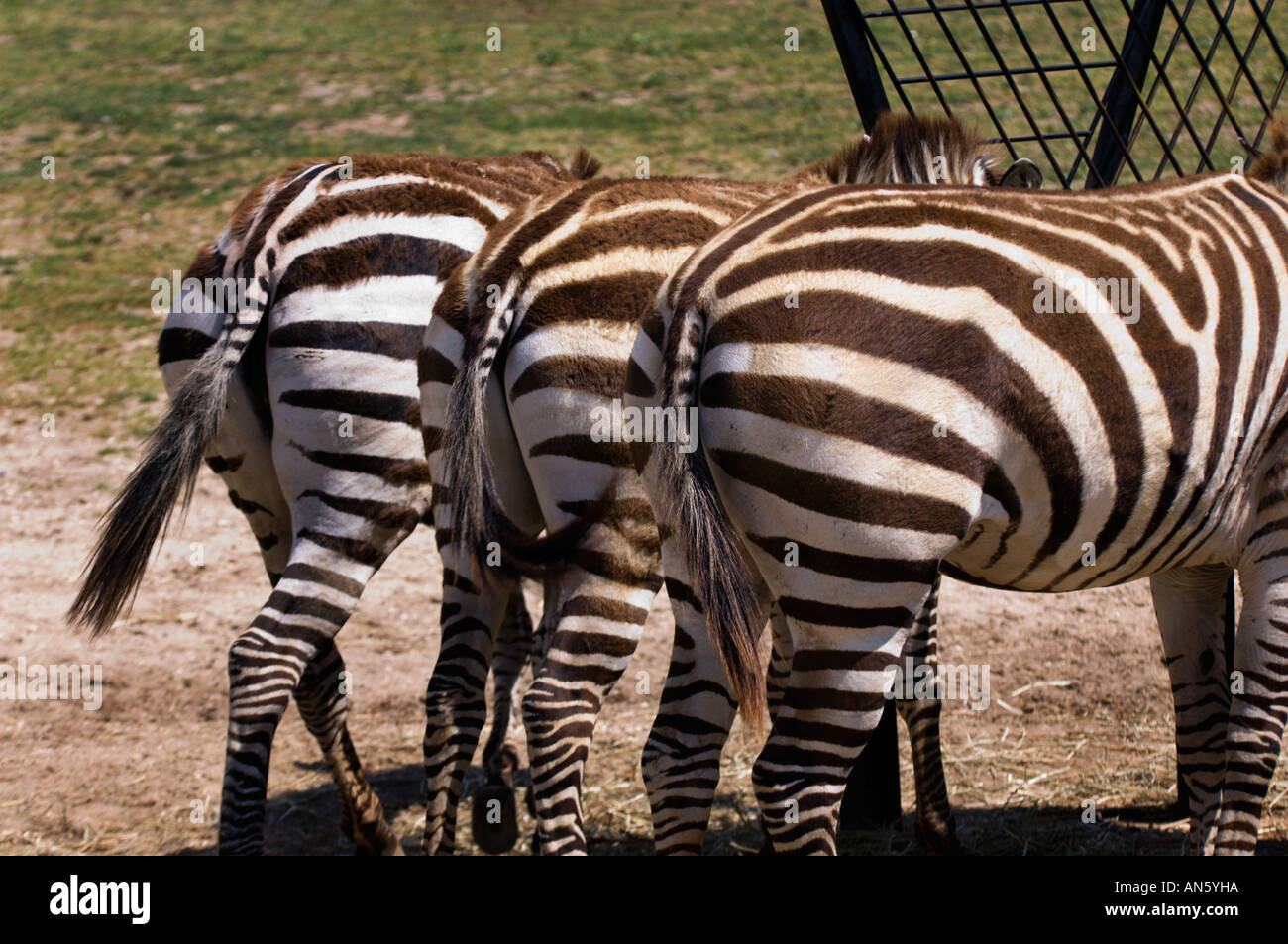 Zebras im Zoo füttern Stockfoto